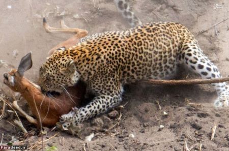 اخبار گوناگون,خبر های گوناگون,پلنگ