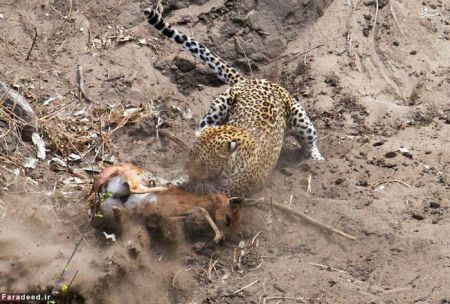 اخبار گوناگون,خبر های گوناگون,پلنگ