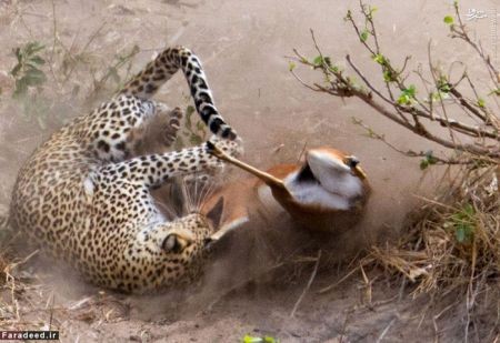 اخبار گوناگون,خبر های گوناگون,پلنگ