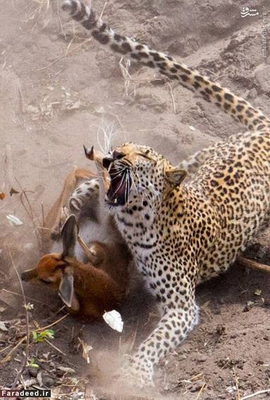 اخبار گوناگون,خبر های گوناگون,پلنگ