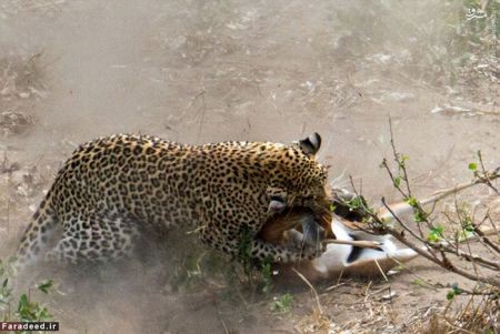 اخبار گوناگون,خبر های گوناگون,پلنگ