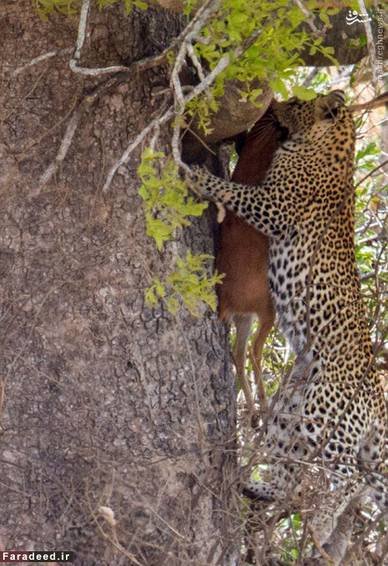 اخبار گوناگون,خبر های گوناگون,پلنگ