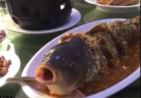 اخبار گوناگون,خبر های گوناگون,ماهی