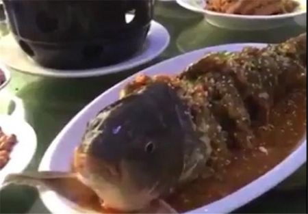 اخبار گوناگون,خبر های گوناگون,ماهی
