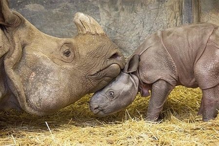 اخبار گوناگون,خبر های گوناگون, کرگدن