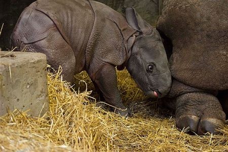 اخبار گوناگون,خبر های گوناگون, کرگدن