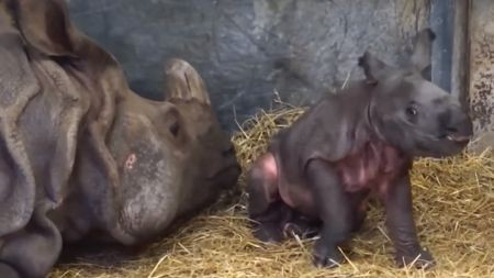 اخبار گوناگون,خبر های گوناگون, کرگدن