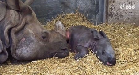 اخبار گوناگون,خبر های گوناگون, کرگدن