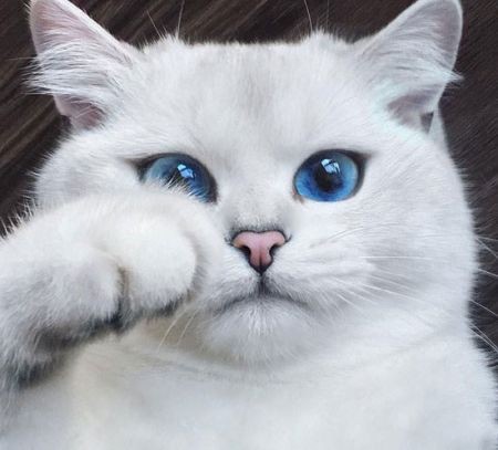 اخبار گوناگون,خبر های گوناگون,زیباترین چشمان دنیا