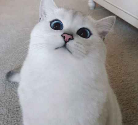 اخبار گوناگون,خبر های گوناگون,زیباترین چشمان دنیا