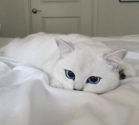 اخبار گوناگون,خبر های گوناگون,زیباترین چشمان دنیا