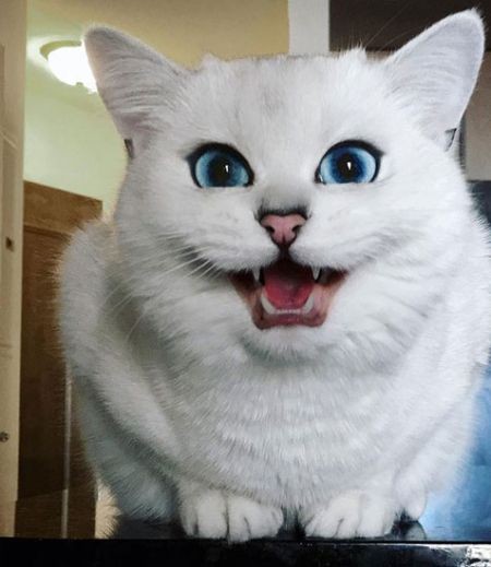 اخبار گوناگون,خبر های گوناگون,زیباترین چشمان دنیا