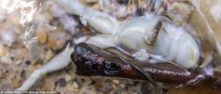 اخبار گوناگون,خبر های گوناگون,آب جوش