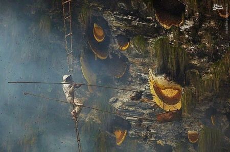 اخبارگوناگون,خبرهای گوناگون,شکارچیان عسل