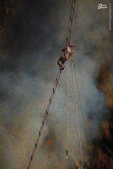 اخبارگوناگون,خبرهای گوناگون,شکارچیان عسل