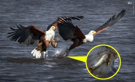 اخبارگوناگون,خبرهای گوناگون,عقاب