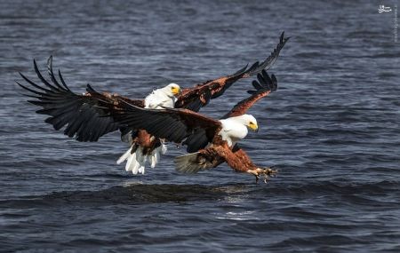 اخبارگوناگون,خبرهای گوناگون,عقاب