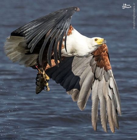 اخبارگوناگون,خبرهای گوناگون,عقاب