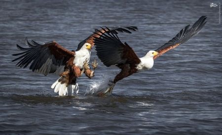 اخبارگوناگون,خبرهای گوناگون,عقاب