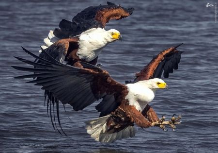 اخبارگوناگون,خبرهای گوناگون,عقاب