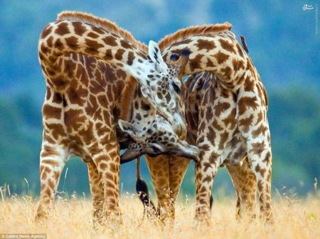 اخبارگوناگون,خبرهای گوناگون,زرافه اخبارگوناگون,خبرهای گوناگون,زرافه