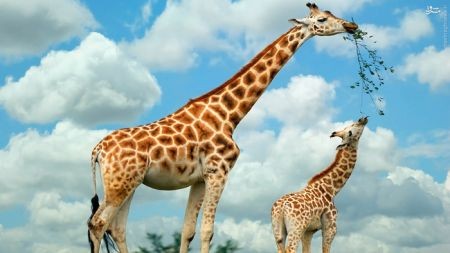 اخبارگوناگون,خبرهای گوناگون,زرافه اخبارگوناگون,خبرهای گوناگون,زرافه