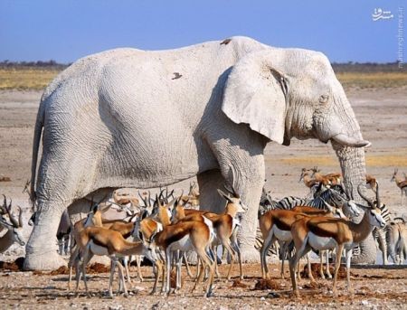 اخبارگوناگون,خبرهای گوناگون, مشکل ژنتیکی زالی