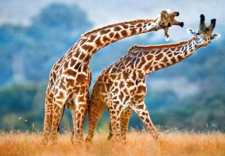 اخبارگوناگون,خبرهای گوناگون,زرافه اخبارگوناگون,خبرهای گوناگون,زرافه