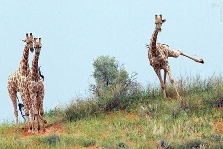 اخبارگوناگون,خبرهای گوناگون,زرافه