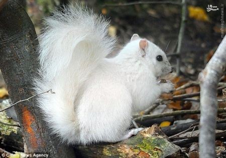 اخبارگوناگون,خبرهای گوناگون, مشکل ژنتیکی زالی