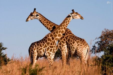 اخبارگوناگون,خبرهای گوناگون,زرافه اخبارگوناگون,خبرهای گوناگون,زرافه