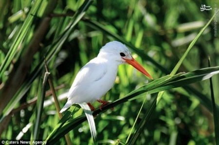 اخبارگوناگون,خبرهای گوناگون, مشکل ژنتیکی زالی