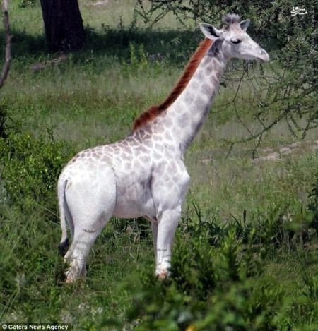 اخبارگوناگون,خبرهای گوناگون, مشکل ژنتیکی زالی