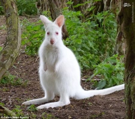 اخبارگوناگون,خبرهای گوناگون, مشکل ژنتیکی زالی