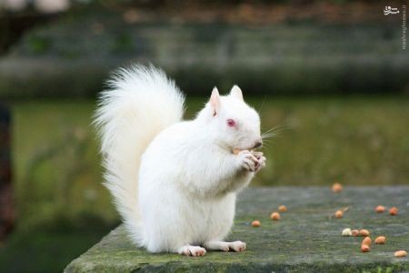 اخبارگوناگون,خبرهای گوناگون, مشکل ژنتیکی زالی