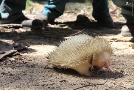 اخبارگوناگون,خبرهای گوناگون, مشکل ژنتیکی زالی