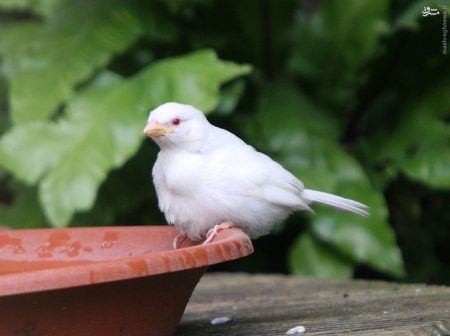 اخبارگوناگون,خبرهای گوناگون, مشکل ژنتیکی زالی