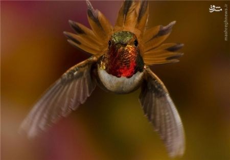 اخبارگوناگون,خبرهای گوناگون,هامینگ برد