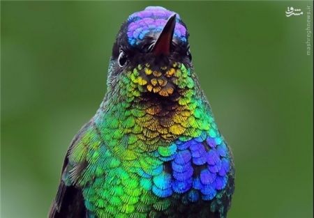 اخبارگوناگون,خبرهای گوناگون,هامینگ برد