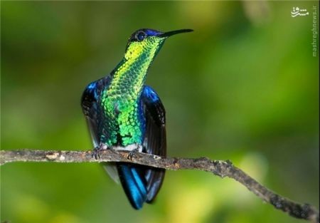 اخبارگوناگون,خبرهای گوناگون,هامینگ برد