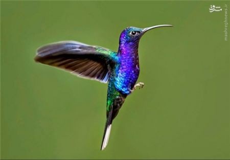 اخبارگوناگون,خبرهای گوناگون,هامینگ برد