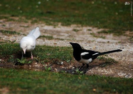 اخبارگوناگون,خبرهای گوناگون, مشکل ژنتیکی زالی