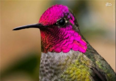 اخبارگوناگون,خبرهای گوناگون,هامینگ برد