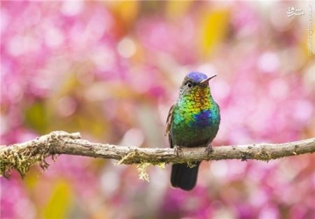 اخبارگوناگون,خبرهای گوناگون,هامینگ برد