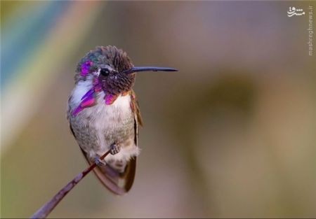 اخبارگوناگون,خبرهای گوناگون,هامینگ برد