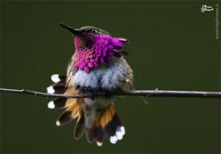 اخبارگوناگون,خبرهای گوناگون,هامینگ برد