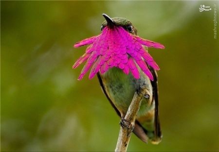 اخبارگوناگون,خبرهای گوناگون,هامینگ برد