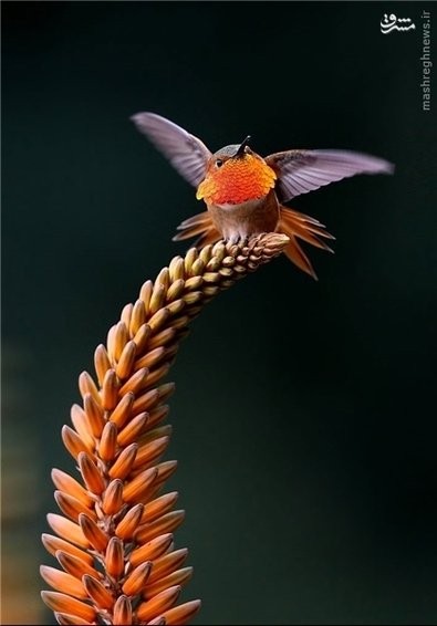 اخبارگوناگون,خبرهای گوناگون,هامینگ برد