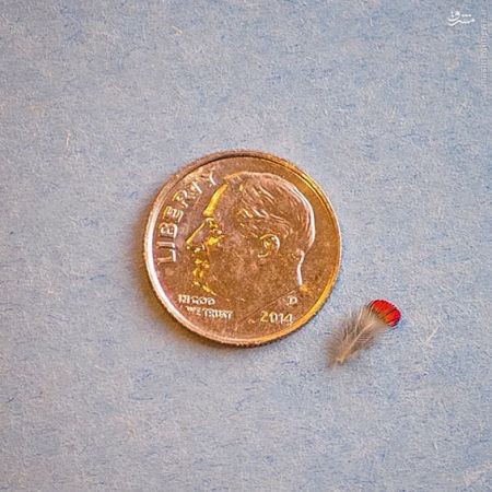 اخبارگوناگون,خبرهای گوناگون,هامینگ برد