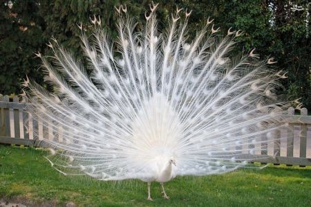 اخبارگوناگون,خبرهای گوناگون, مشکل ژنتیکی زالی